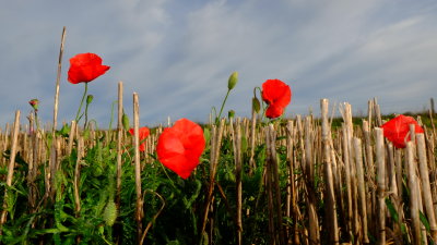 Red  poppies  in  the  stubble.