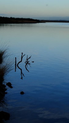Strange twigs and reflections, very  early  on Cliffe  Pools