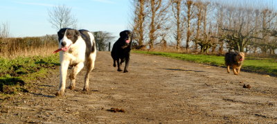 Beth , Max  and  Eddie  enjoying  the  ramble.