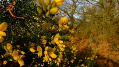 On  the  summit  you shall find , a Gorse  bush  in  bloom.