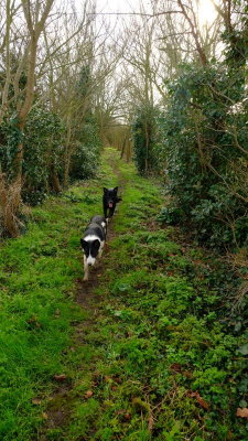 Following  the  path , twixt  the  hedges.