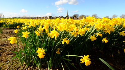 The spire of St.Werburgh's rises above a sea of golden daffodils.