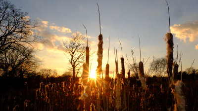 The  setting  sun, shines through  a  stand  of  last  year's  bullrushes.