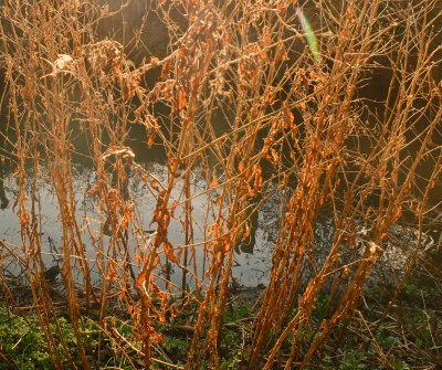 Decaying  weeds  on  the  riverbank .