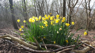 A  nice  stand  of  daffodils.