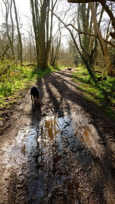 Early  sunlight  on  the  North  Downs  Way.