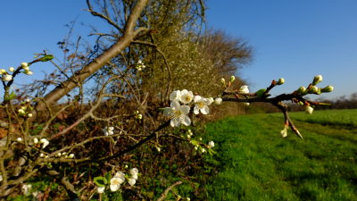 Blossom  in  the  hedgerow.