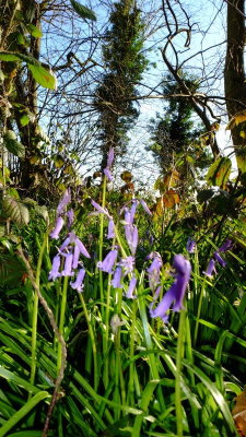 English  bluebells  adorn  the  woodlands.