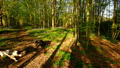 Birch  Wood  in  early  morning  light  and  shade.