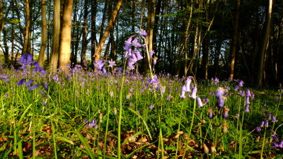 English  woodland  bluebells , in  situ.