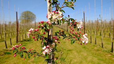 Apple  blossom  in  a  new  orchard.