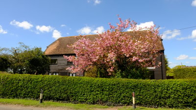 A  rural  abode , with  a  tree  festooned  with  pink blossom.