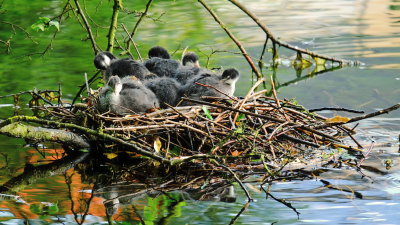 A  nest  full  of  coots.