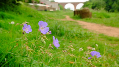 Delicate  flowers  adorning  the  riverbank.