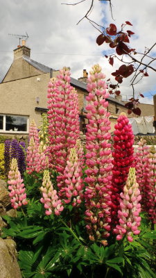 Lupins  in  paradise.