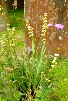 Sysirinchium (yellow)  and  another  flower