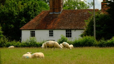 Sheep  grazing  and  resting  opposite  the  farmhouse.