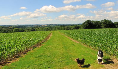 The  route  ahead , to  Hawkhurst , viewed  by  Eddie  and  Beth.
