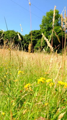 Meadow  grasses  and  wild  flowers.