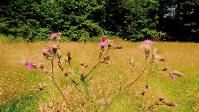 Thistles  adorn  a  meadow.