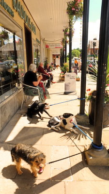 Dogs  and  folk , enjoy whatever  shade  is  to  be  found.