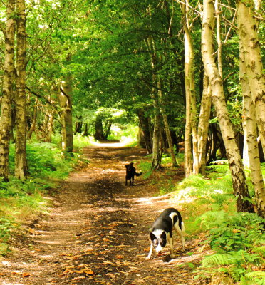 Max  and  Beth , in  Writtle  Forest.