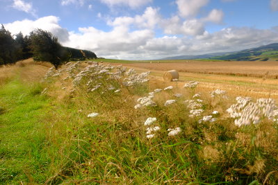 Looking  south  along  The Dyke , to  Hawthorn  Hill.