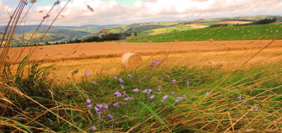 Harebells  mid  the  long  grasses