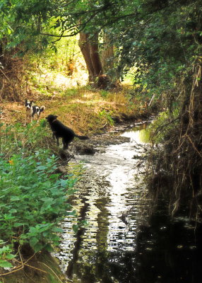 Beth  and  Max , enjoying  the  stream.