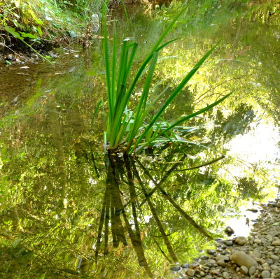 River  grass  reflected  in  shadows.