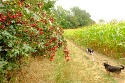 Eddie  and  Beth, betwixt  the  red  berries and  the  maize  crop.