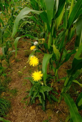 Dandelions  amid  the  maize