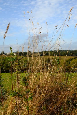 Looking  back to Conghurst  Farm.