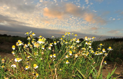 Ox-eye  daisies  at  bedtime .