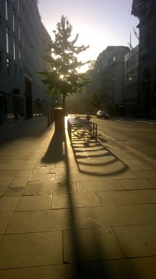 A  tree  with  shadows , in  bright  morning  sunshine.