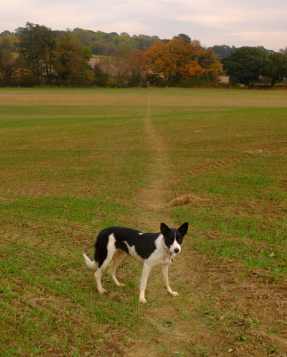 Looking  across  a  field  towards  Padgham.