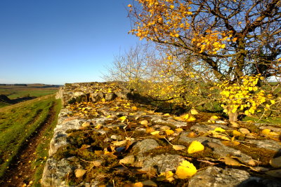 Autumn  leaves  on  the extant  remains  of  Hadrian's  Wall .