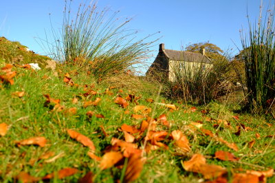 Fallen  leaves  by  farmhouse .