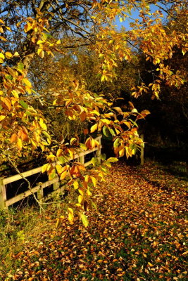 Footpath  and  footbridge  over  the  Caw  Burn.