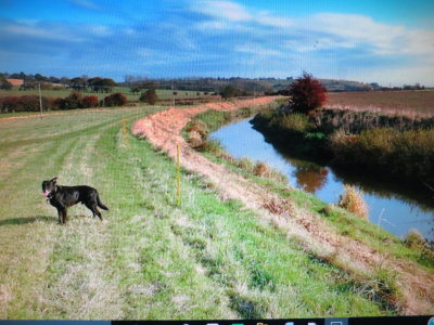 Max  sunning  himself , next  to  the  River  Brede .