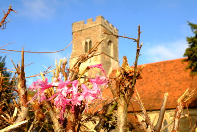 Flowers  adorn  a jagged, recently  trimmed  hedge  at  St. Botolph's .