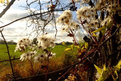 White  flowers  in  a  hedgerow.