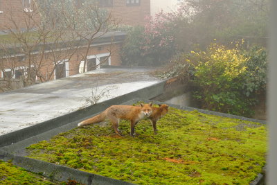 Fox  and  vixen  on  my  shed  roof.