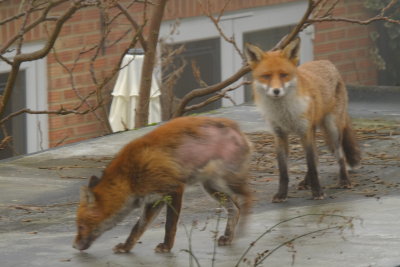 The  vixen  sampling  the  local  brew , whilst  the fox  looks  on .
