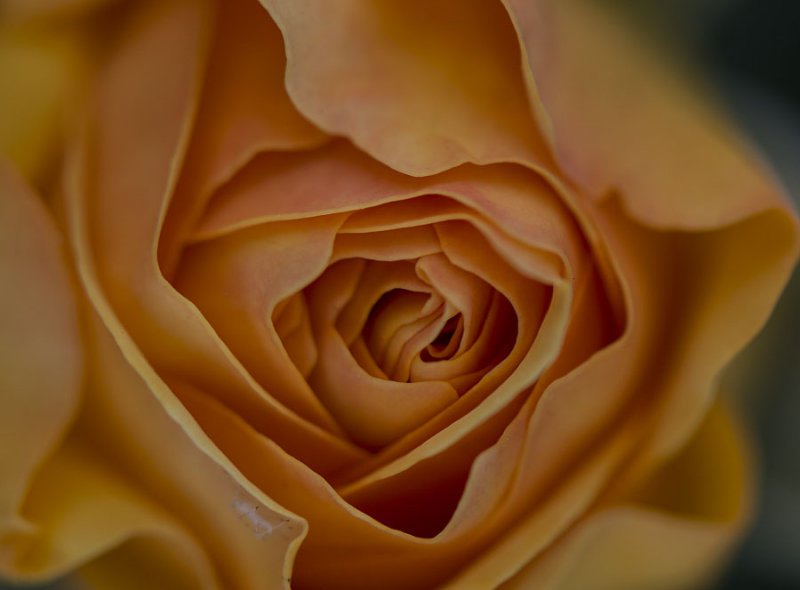 Orange Rose 1262