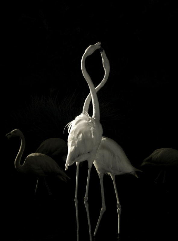 IR Flamingos  1126