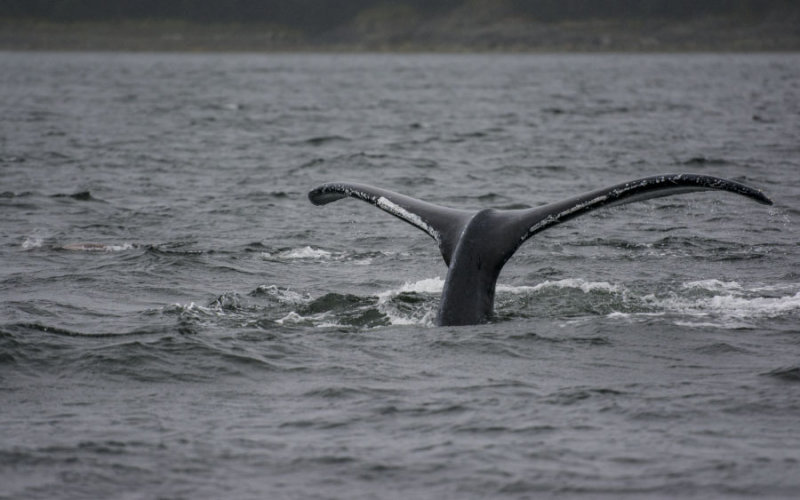 Humpback Whale Tail 5317