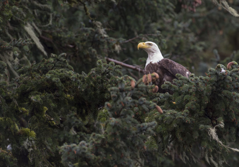 Eagle's Nest 5058