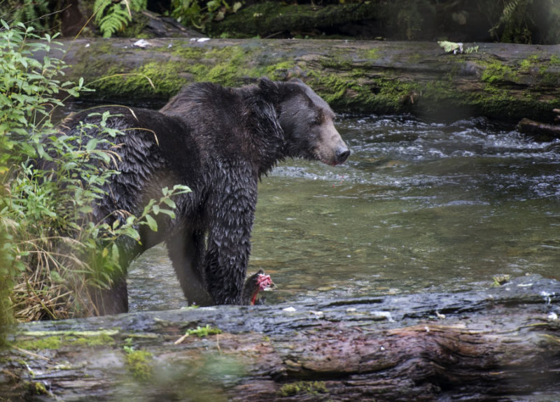 Brown Bear Salmon 5138