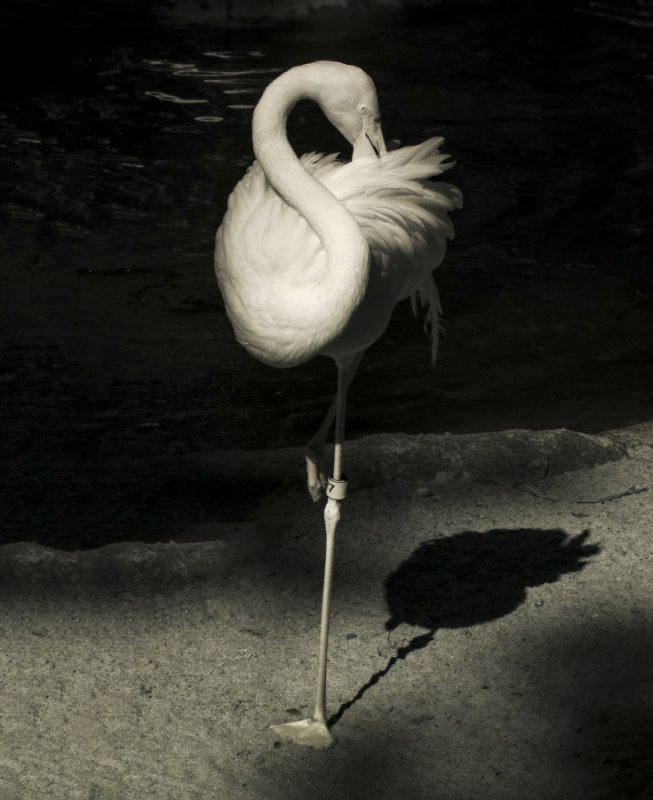 IR Flamingo 2258